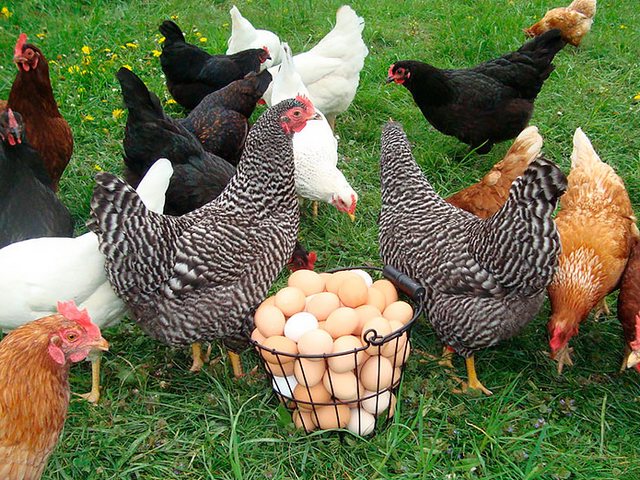 Содержание кур и уход за ними | ЗооТом - продажа, вязка и услуги для животных в Дедовске