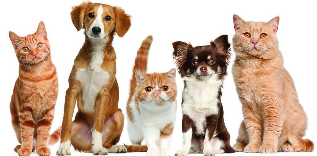 Доска объявлений о животных | ЗооТом - продажа, вязка и услуги для животных в Дедовске