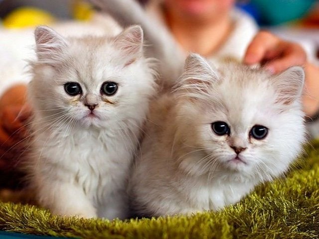 Породы кошек в Дедовске | ЗооТом портал о животных