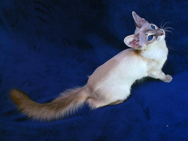 Выведенные породы кошек в Дедовске | ЗооТом портал о животных