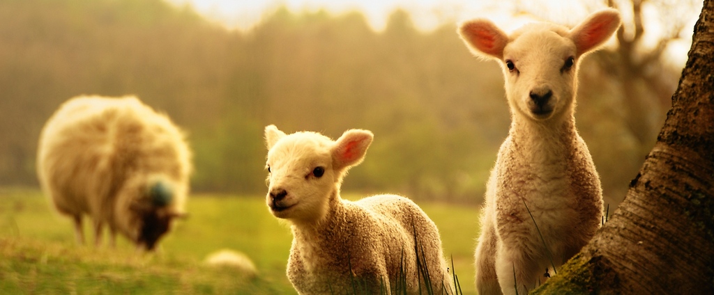 Объявления о сельскохозяйственных животных | ЗооТом - продажа, вязка и услуги для животных в Дедовске