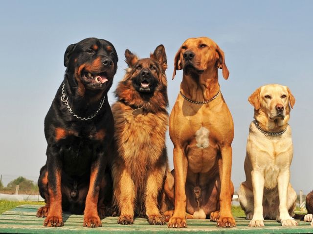 Крупные породы собак в Дедовске | ЗооТом портал о животных
